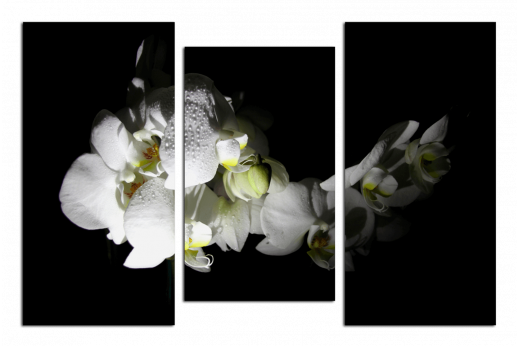 Модульная картина Белая орхидея с каплями